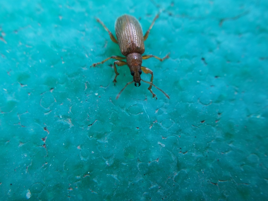 Phyllobius oblongus - közönséges levélormányos