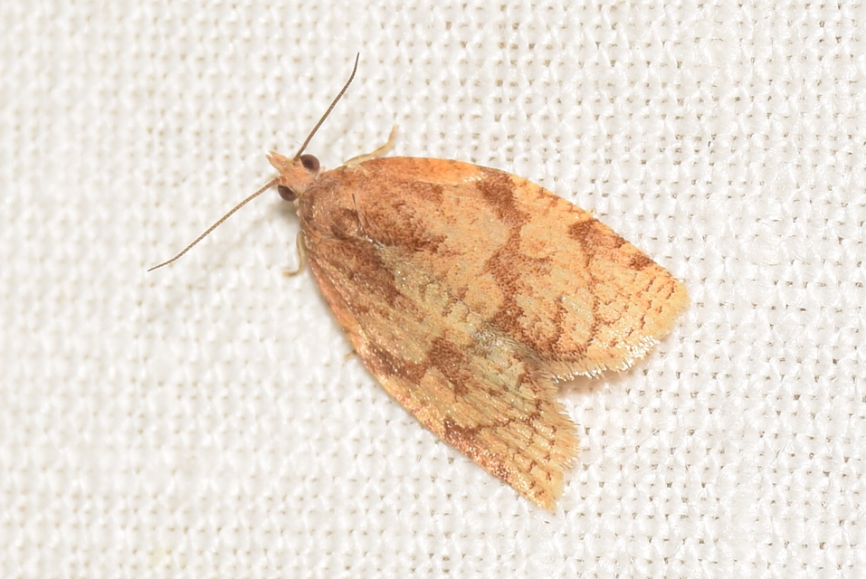 Adoxophyes orana - almalevél-sodrómoly
