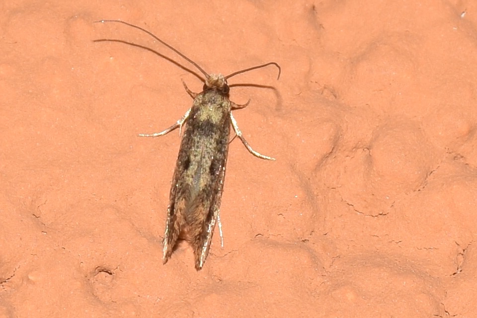 Tinea pellionella - szűcsmoly