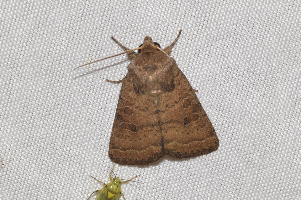 Hoplodrina octogenaria - barna selymesbagoly