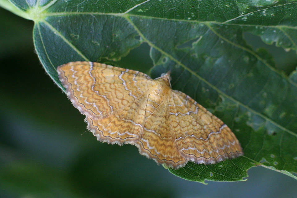Camptogramma bilineata - kétvonalas sávosaraszoló