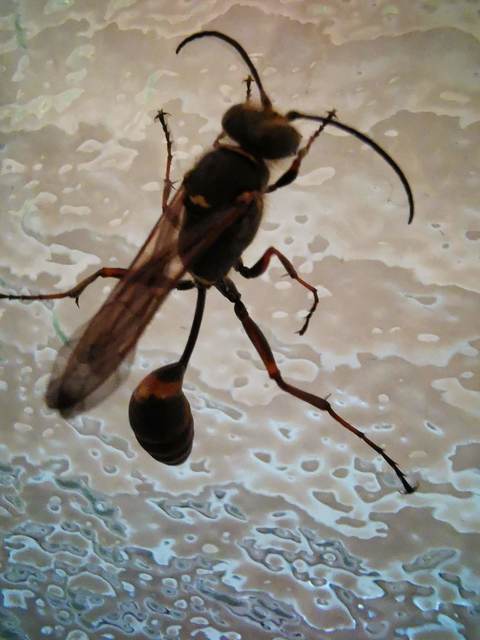 Sceliphron curvatum - barnalábú lopódarázs