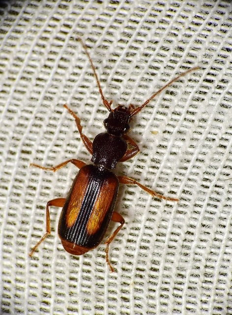 Polistichus connexus - barna sutafutó