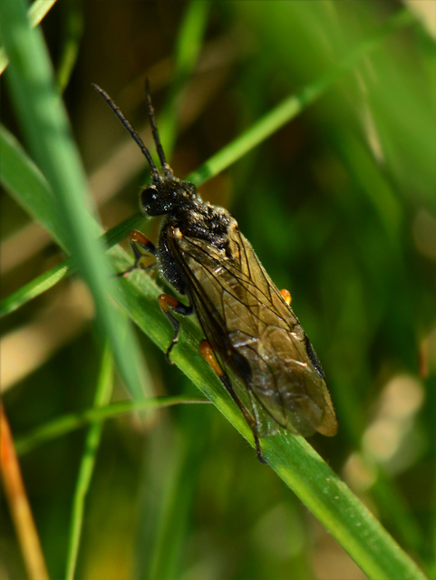 Dolerus
