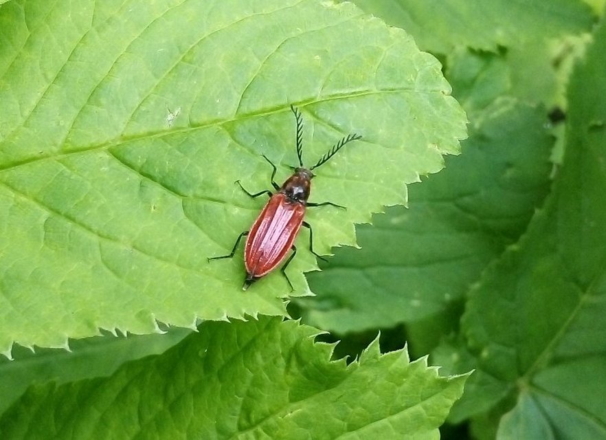 Anostirus purpureus - tűzvörös pattanó