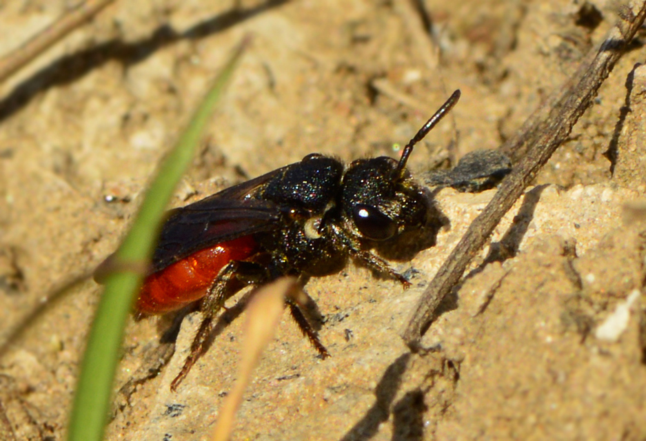 Sphecodes