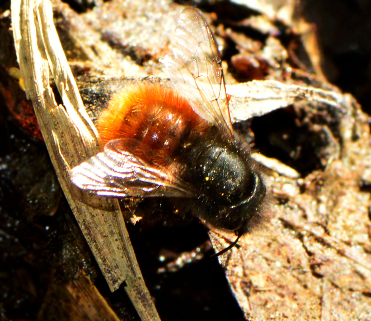 Osmia cornuta - szarvas faliméh