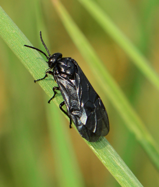 Rhadinoceraea reitteri - nagy nőszirom-levéldarázs