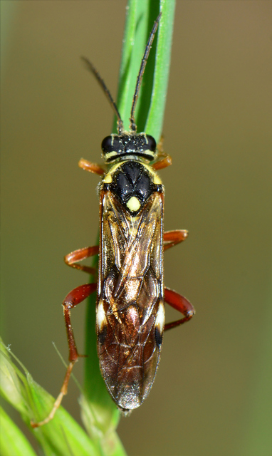 Tenthredinidae - valódi levéldarazsak