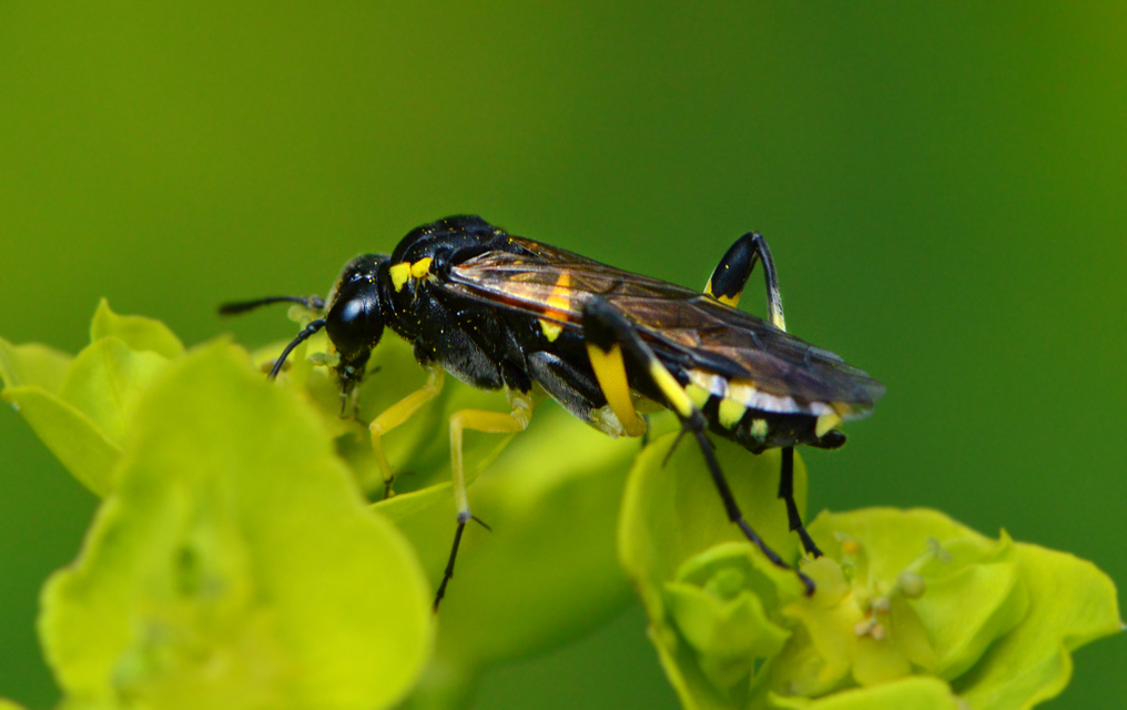Tenthredinidae - valódi levéldarazsak