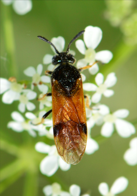 Argidae - botcsápú levéldarazsak
