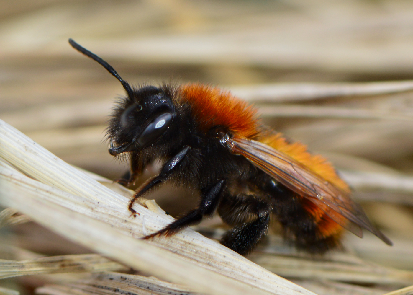 Andrena fulva - sárga bányászméh