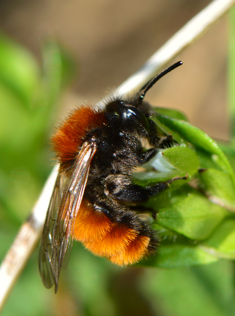 Andrena fulva - sárga bányászméh