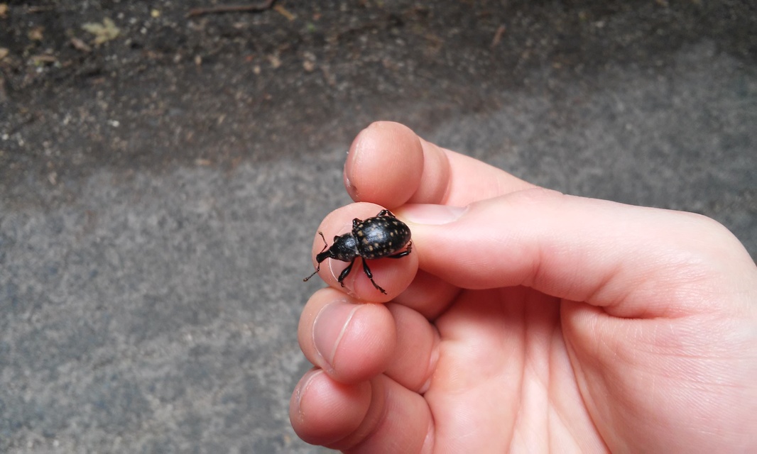 Liparus glabrirostris - közönséges acsalapuormányos