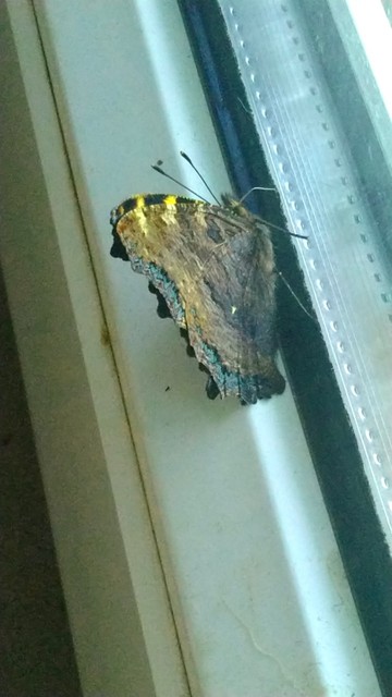 Nymphalis polychloros - nagy rókalepke