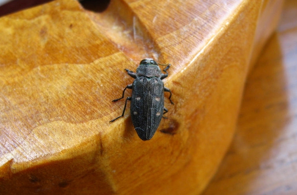 Chrysobothris affinis - aranypettyes díszbogár