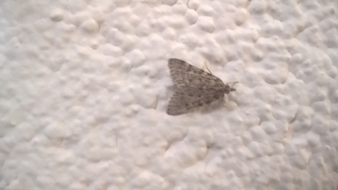 Aglossa pinguinalis - zsiradékmoly