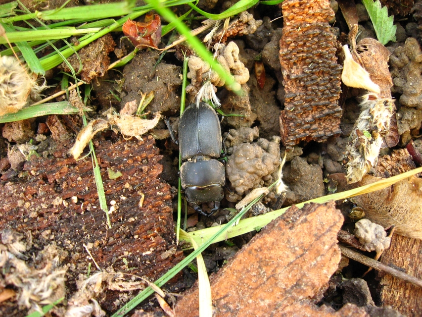 Dorcus parallelipipedus - kis szarvasbogár