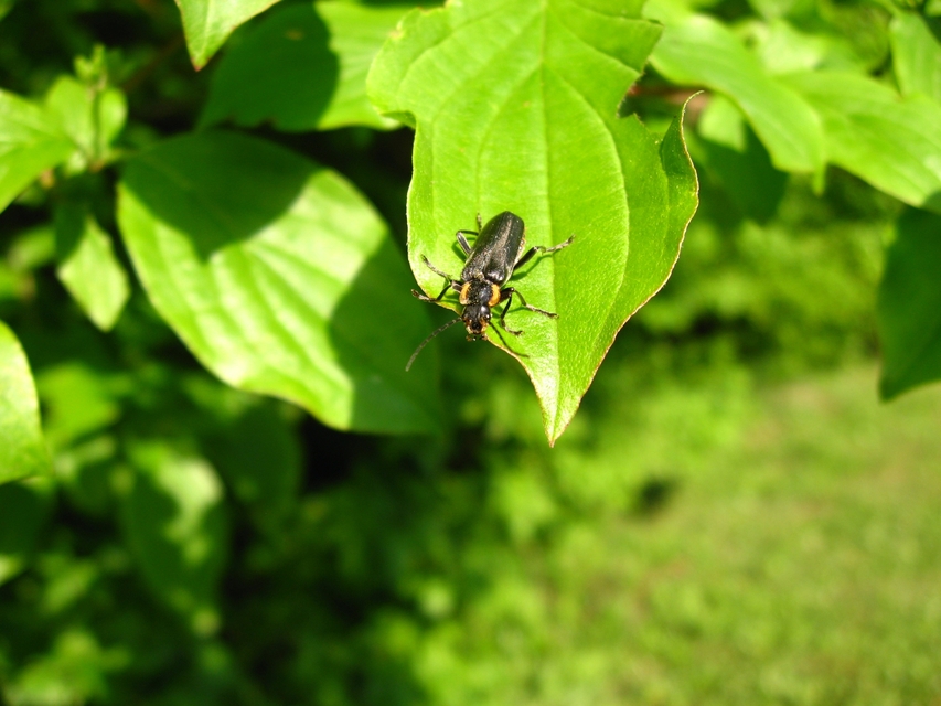Cantharis paradoxa