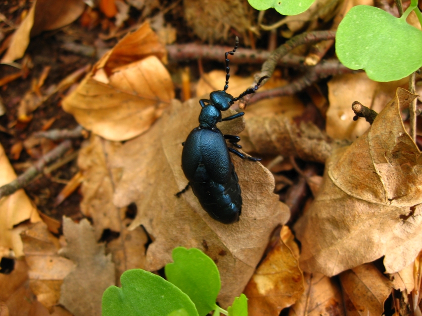 Meloe violaceus - kék nünüke