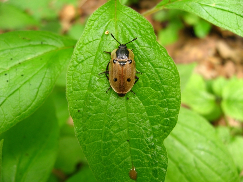 Dendroxena quadrimaculata - négypettyes dögbogár