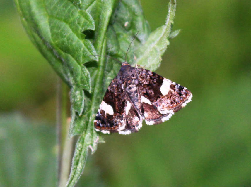 Tyta luctuosa - fekete nappalibagoly