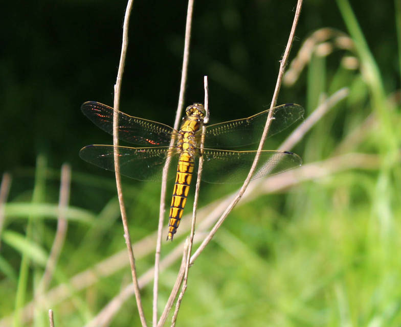 Orthetrum cancellatum - feketefarkú pásztorszitakötő