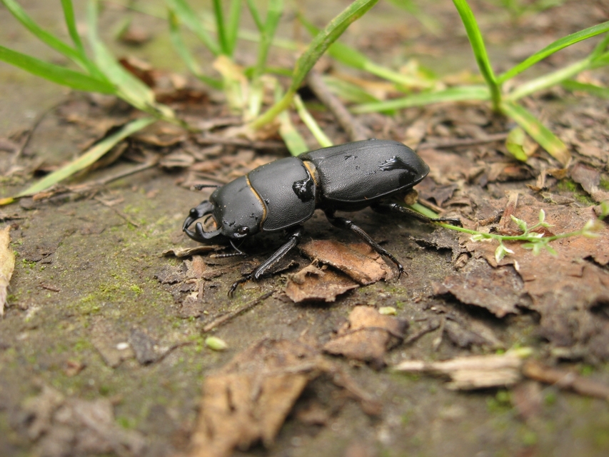 Dorcus parallelipipedus - kis szarvasbogár