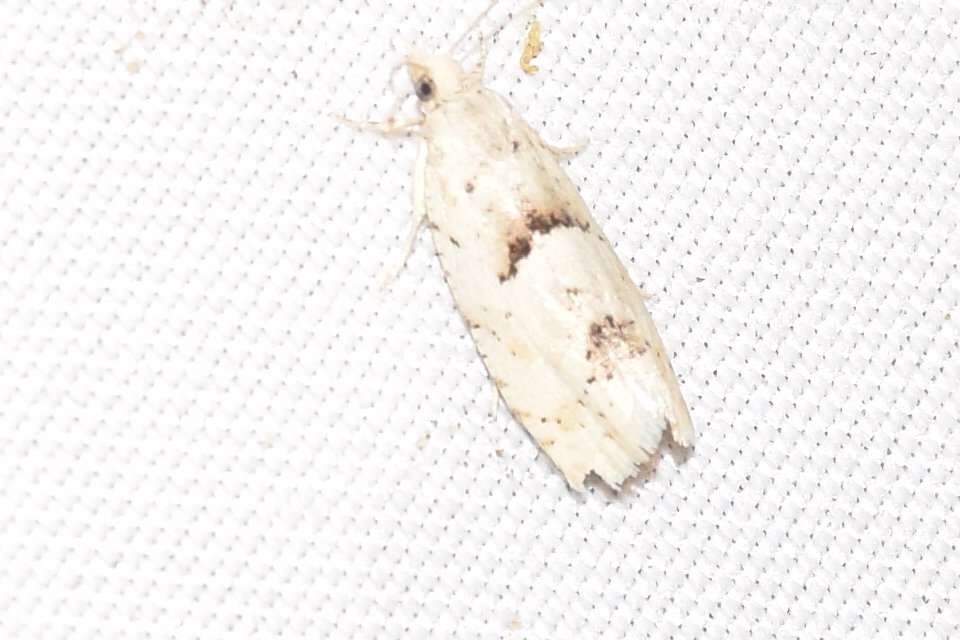 Epinotia bilunana - félholdas tükrösmoly