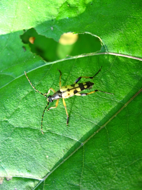 Rutpela maculata - tarkacsápú karcsúcincér