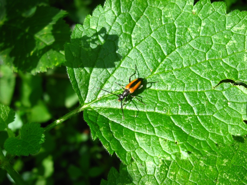 Stenurella melanura - feketevégű karcsúcincér