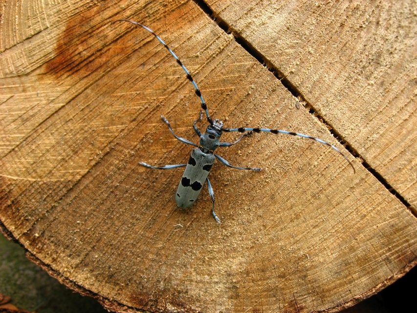 Rosalia alpina - havasi cincér