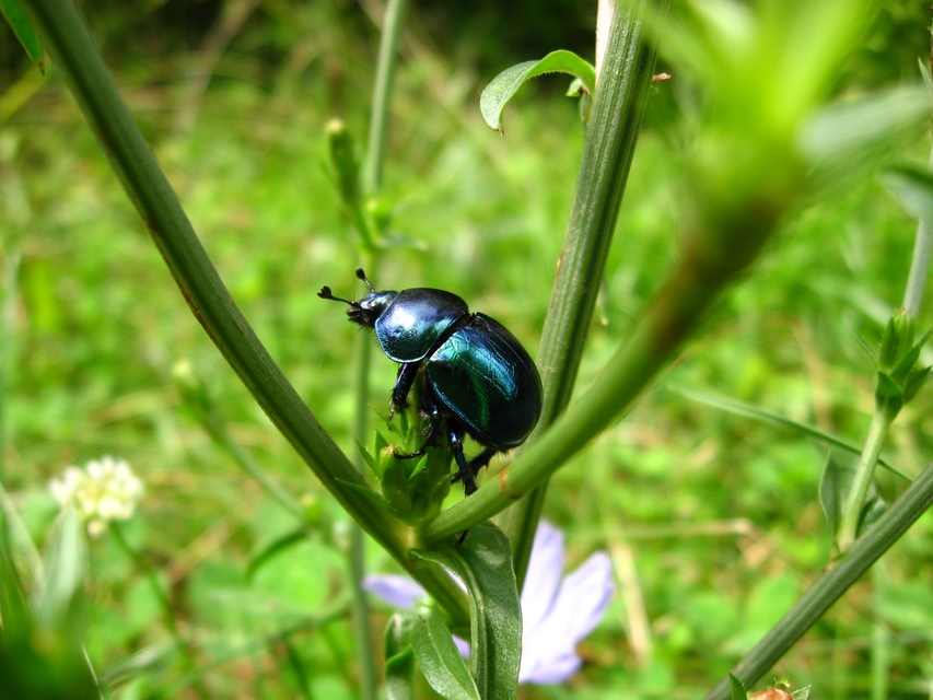 Trypocopris vernalis - tavaszi álganéjtúró