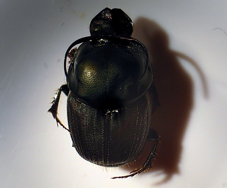 Onthophagus illyricus - tülkös trágyatúró