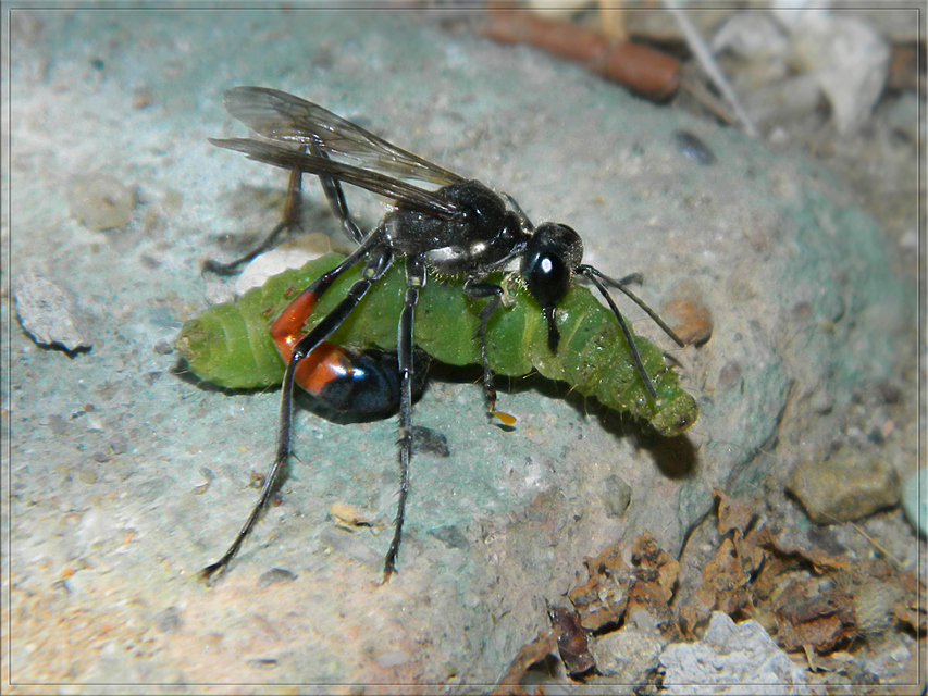 Ammophila