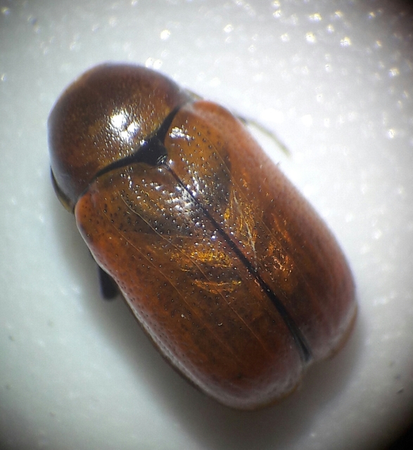 Cryptocephalus coryli - mogyoró-zömökbogár