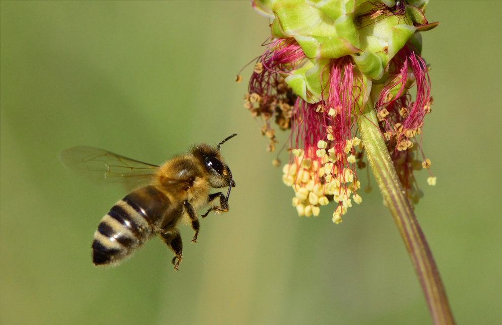Apis mellifera - háziméh