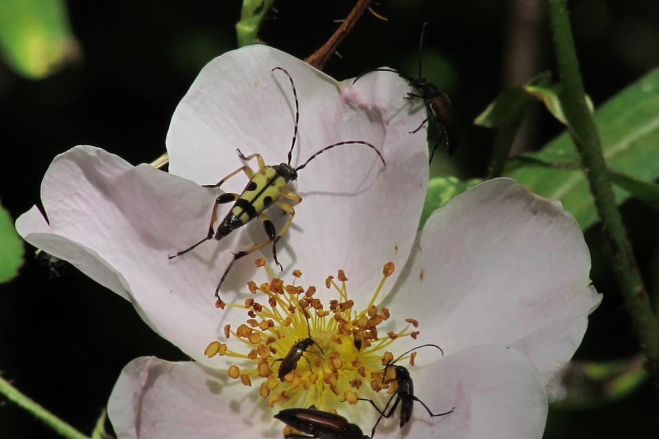 Rutpela maculata - tarkacsápú karcsúcincér