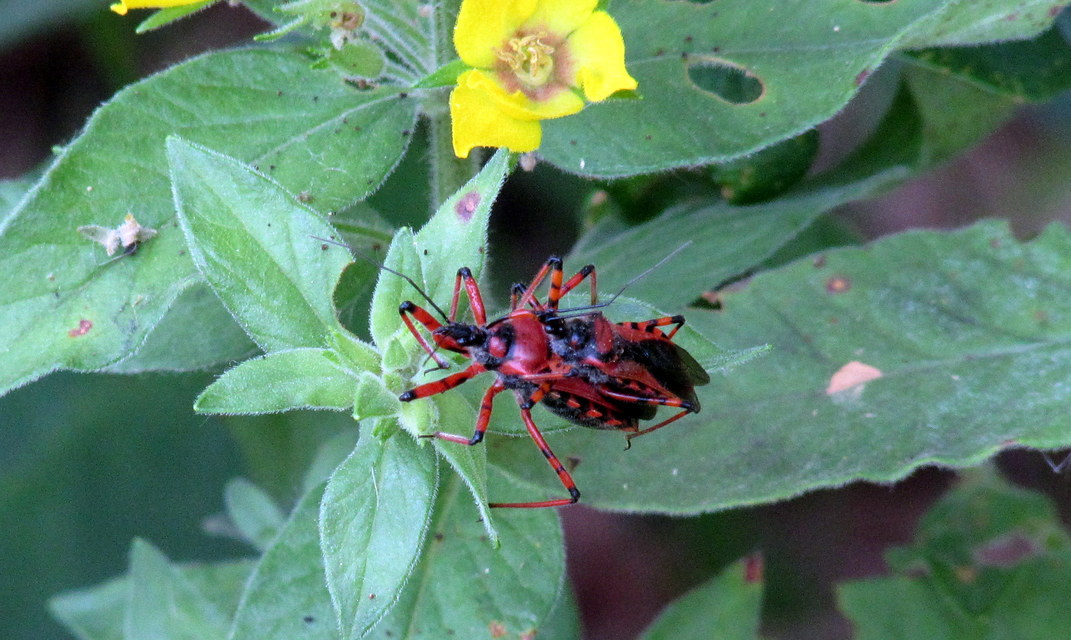 Rhynocoris iracundus - közönséges gyilkospoloska