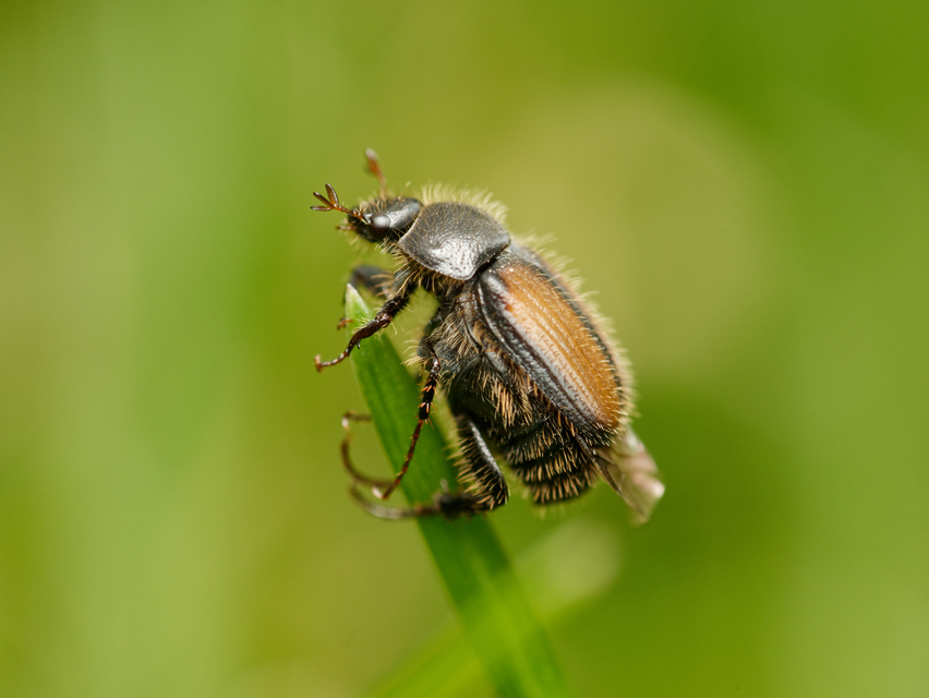 Omaloplia nigromarginata - szegélyes kiscserebogár