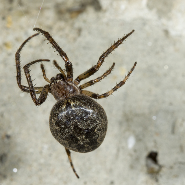 Larinioides ixobolus - ereszalji keresztespók