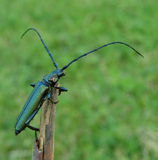 Aromia moschata - pézsmacincér