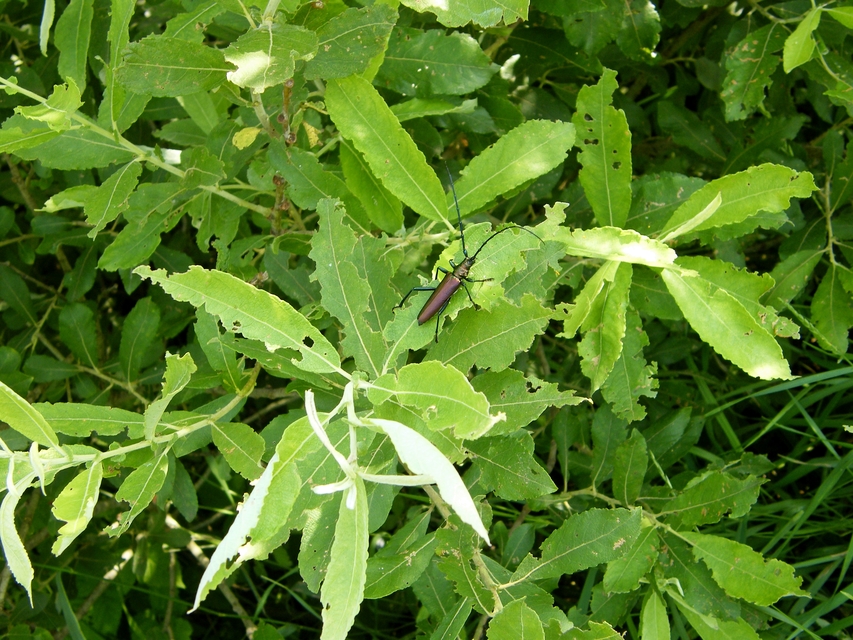 Aromia moschata - pézsmacincér