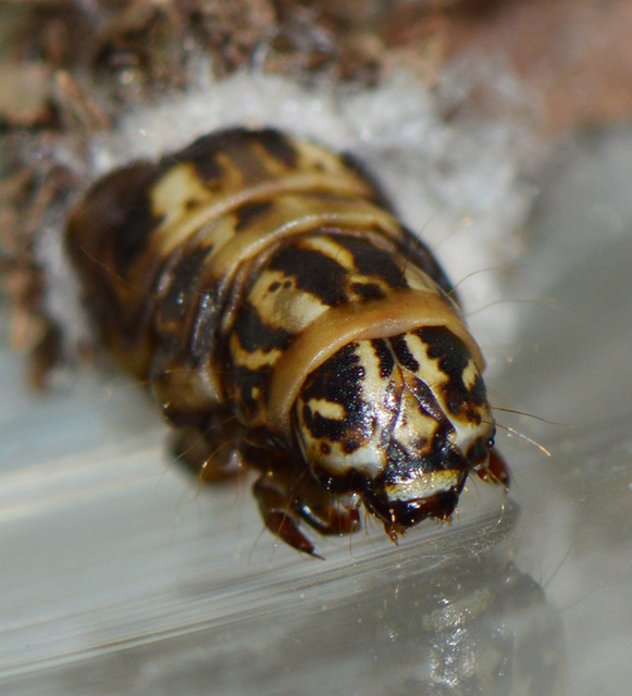 Canephora hirsuta - kormos zsákhordólepke