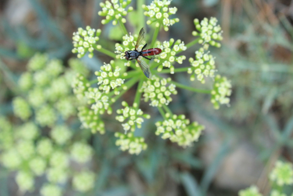 Cylindromyia bicolor