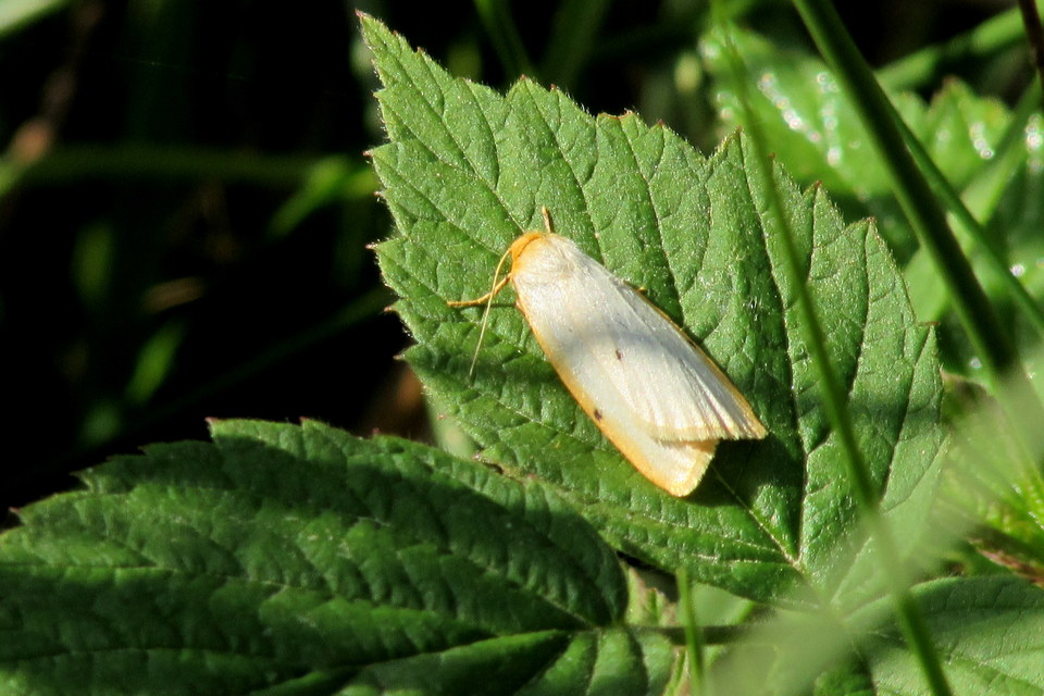 Cybosia mesomella - csontszínű molyszövő