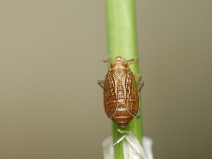 Delphacidae - sarkantyús kabócák