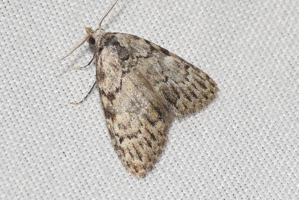 Meganola strigula - hamvas pamacsosszövő