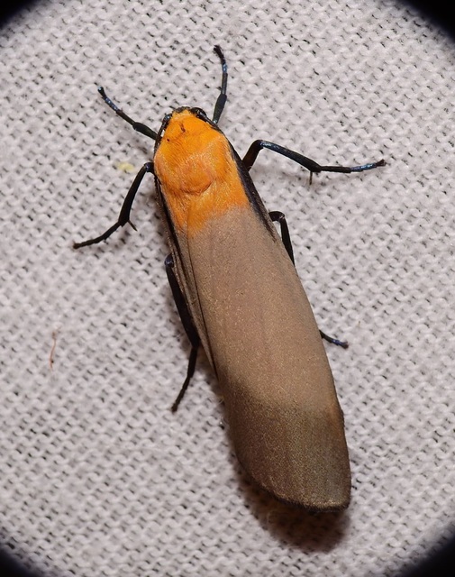 Lithosia quadra - négypettyes zuzmószövő