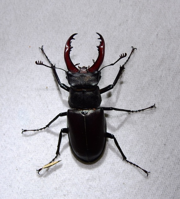 Lucanus cervus - nagy szarvasbogár